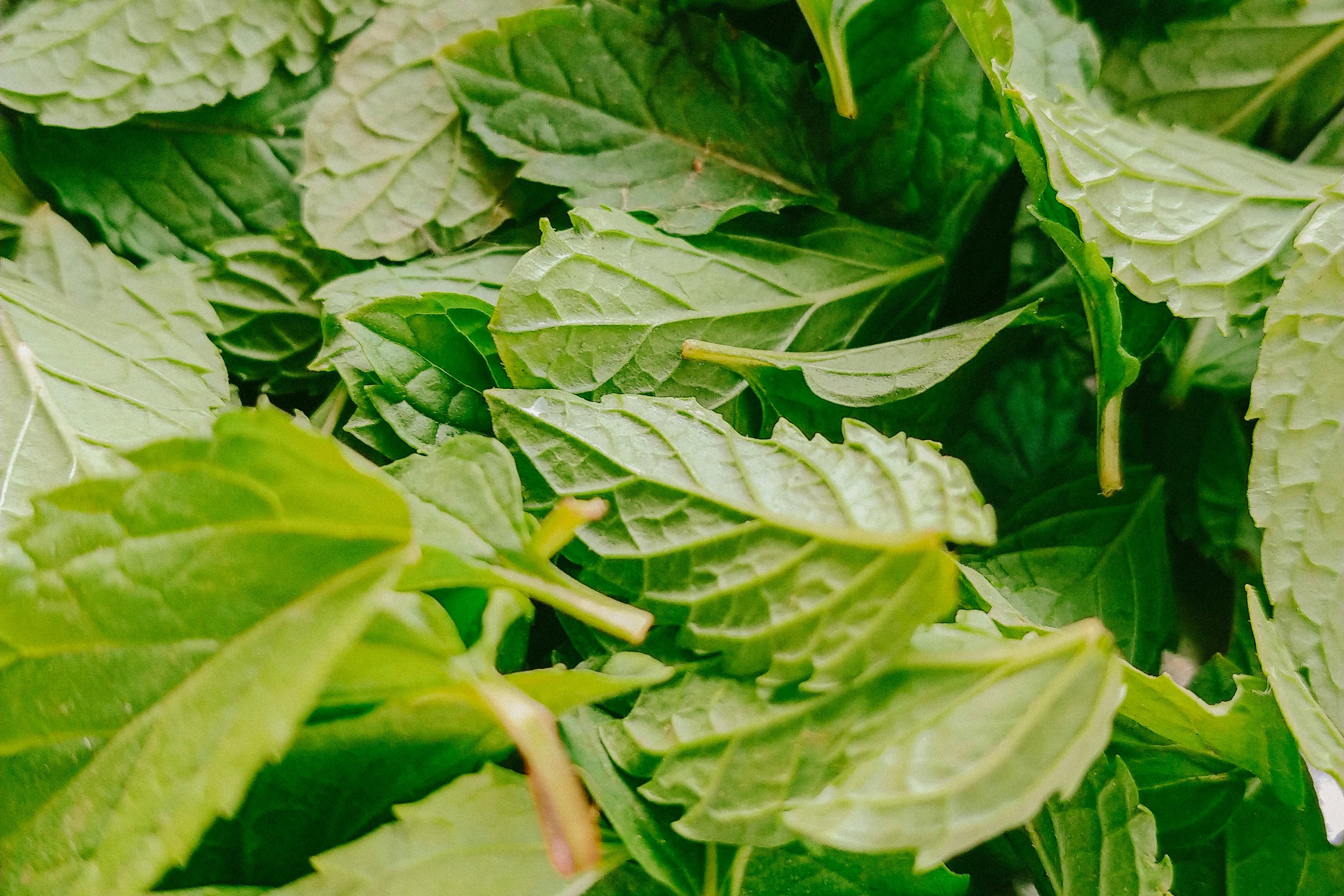 bay leaf aromatic herb