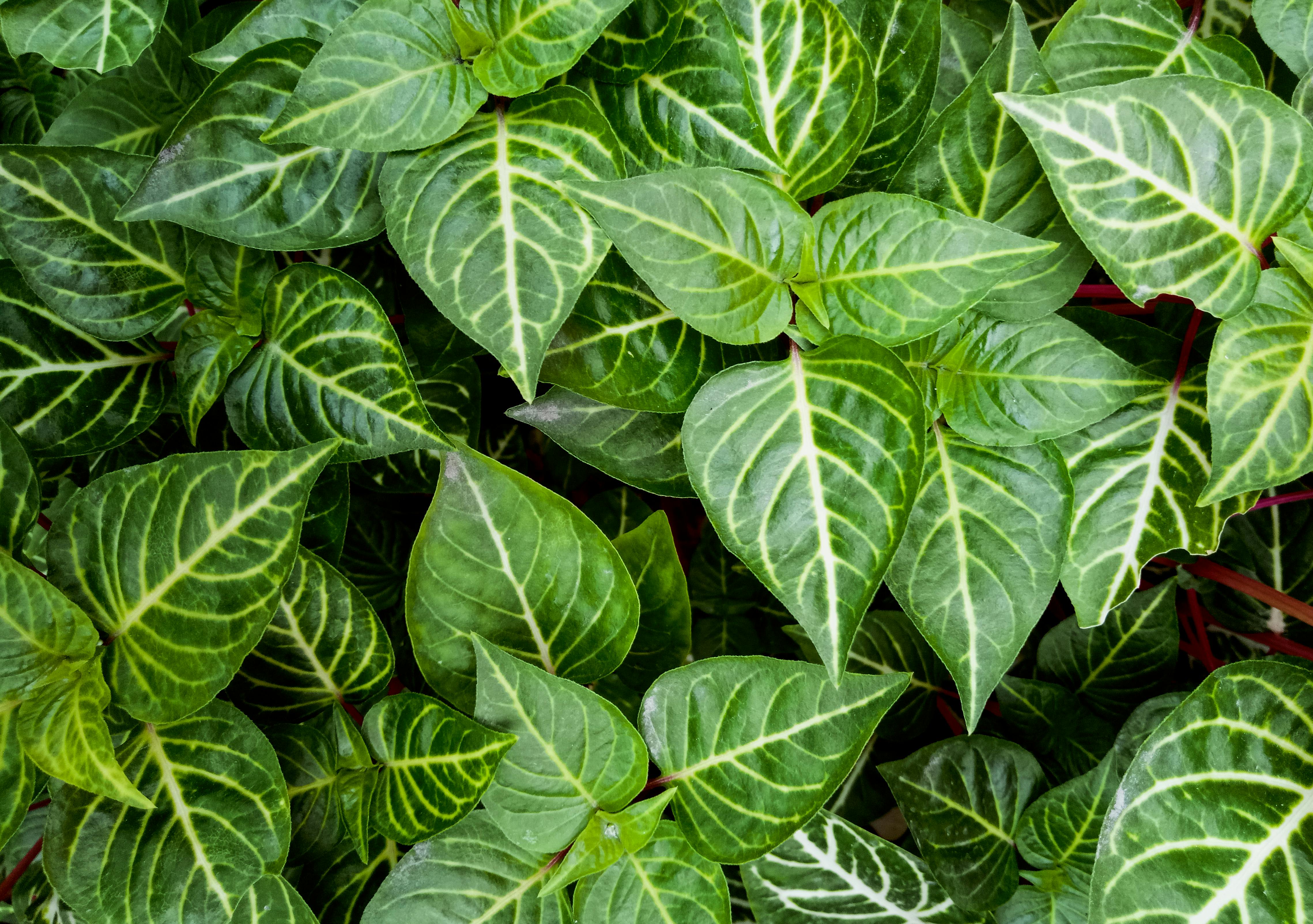bay leaf closeup green leaves